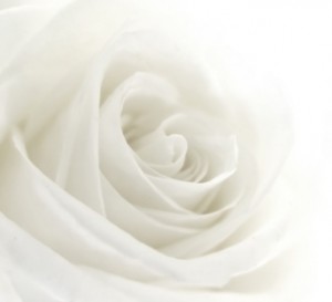 White Rose