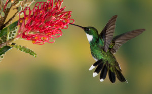 HummingBird at flower