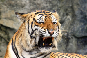 Angry Tiger