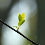 iStock_springtreeblossom-crop