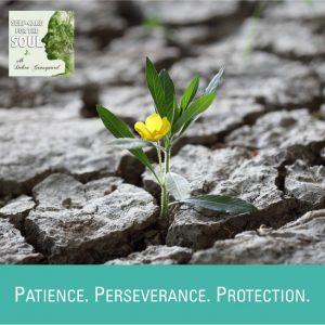 Patience. Perseverance. Protection. Persevering through the Coronavirus Lockdown
